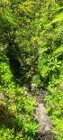 Plants: image 71 Of 208 Thumb